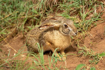 Scrub hare stands in grass watching camera