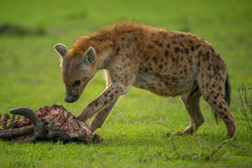 Spotted hyena paws carcase on short grass