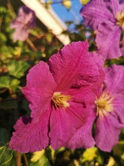 Piękny clematis różowy w ogrodzie w popołudniowym słońcu.