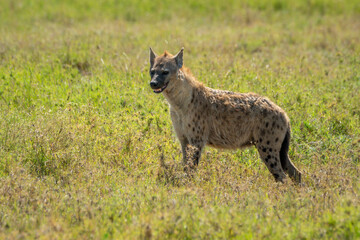 Spotted hyena stands in savannah looking left