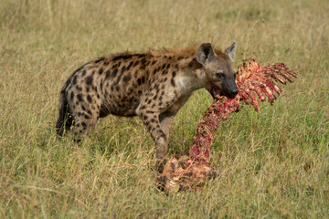 Obraz premium Spotted hyena stands in grass gnawing bones