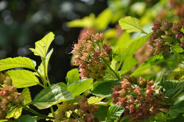 Pęcherznica kalinolistna kwiaty i owocnia krzewu w przybliżeniu na tle zielonych bujnych liści