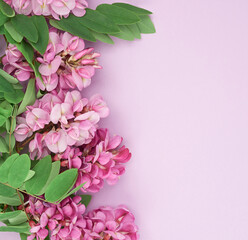 flowering branch Robinia neomexicana with pink flowers on a purple background