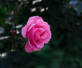 bud of a blooming pink rose in the garden on a summer day