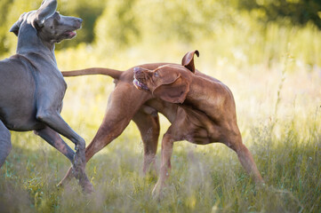 Dog portraits