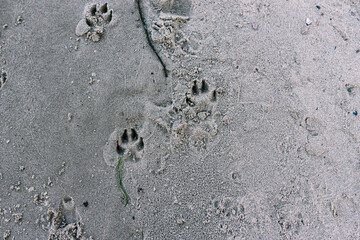 Dog tracks on the beach. Animal tracks on a sandy beach