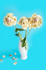 bouquet of dried white peonies in a white vase on a blue background top view