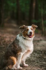 Dog looking sideways