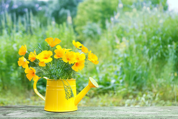 gentle bright flowers escholzia in yellow watering can. Eschscholzia (Eschscholzia californica) flowers, summer garden.  © Ju_see
