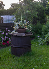 landscape with agave seedlings in a clay pot, summer garden