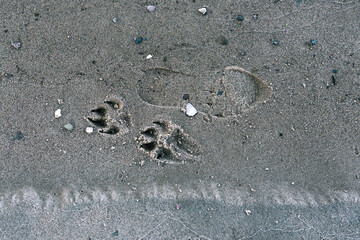The trail of a man and an animal on the beach. A dog's paw print on the sand and a man's feet. The texture of sand and footprints on the shoreline. The view from the top.
