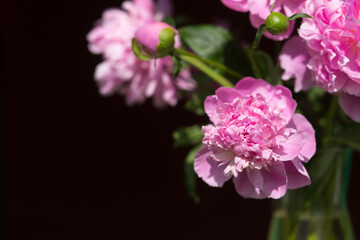 Fototapeta na wymiar Pink peonies bouquet in vase on black background