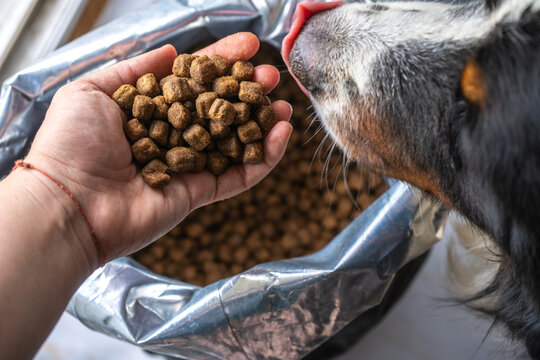 dry dog food in plastic bag and dog head, pet feed for medium dogs. Dog eat from the hand