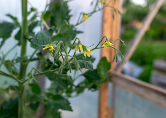 tomato seedlings and flowers in a greenhouse, blurred background, summer garden