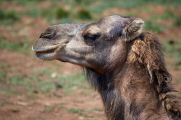 Camel looking to the side with dreadlocks in his hair