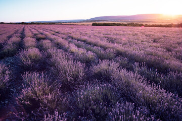 Fototapeta na wymiar Lavender Field in the summer sunset time