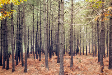 Fototapeta premium Horizontal composition of multiple trees in a forest