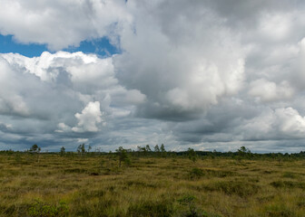 Fototapeta premium traditional landscape from a swamp, white cumulus clouds. Bright green bog grass and small bog pines. Nigula bog, Estonia