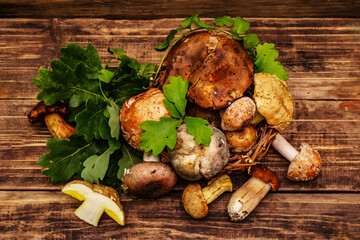 Fresh forest mushrooms. Assorted porcini, boletus, russula, blusher, oak leaves