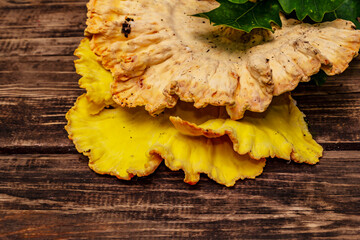 Laetiporus sulphureus, wild forest mushroom