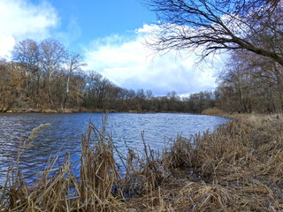 Reeds on the lake in spring.