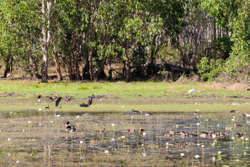 Birds on a water pond. Flying birds, white water lilies, trees at the background. Anbangbang Billabong. Kakadu national park, Northern Territory NT, Australia