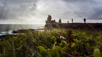 Landscape photography from very low point of view with plants in the foreground
