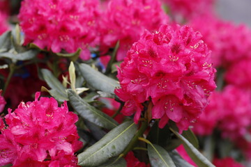 Crimson large flowers of the rhododendron catawbiense closeup.