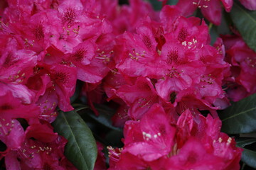 Crimson large flowers of the rhododendron catawbiense closeup.