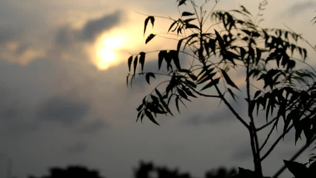 Tree leaf silhouette moving by wind with selective focus and blur sunset and orange sky background video.