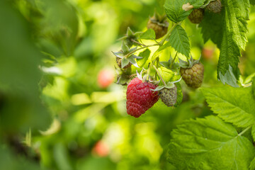 Raspberry growing on a bush with copy space. Authentic farm series.