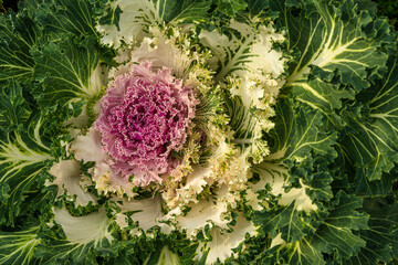 Fragment of decorative colourful cabbage in the garden illuminated by the sun.