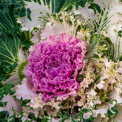 Fragment of decorative colourful cabbage in the garden illuminated by the sun.