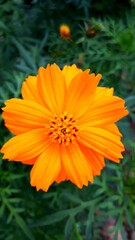 orange flower in the garden