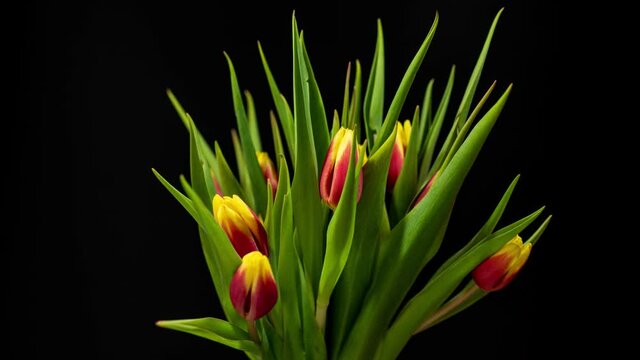  Opening red-yellow tulips on a black background. Time lapse.