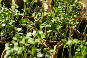 Micro grass greens sprouts grow in peat pots. The concept of healthy diet and vegetarianism. Selective focus