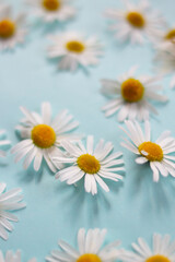 Obraz premium many white daisies on a blue background top view. laid out randomly