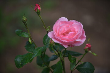 pink rose surrounded by buds on a beautiful spring day