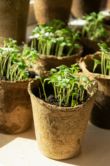 Micro grass greens sprouts grow in peat pots. The concept of healthy diet and vegetarianism. Selective focus