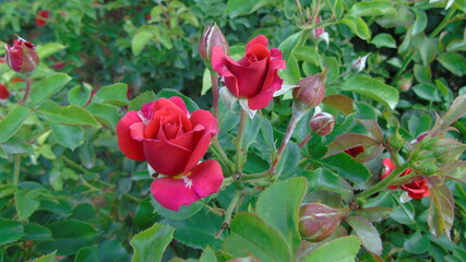 red tulips in the garden