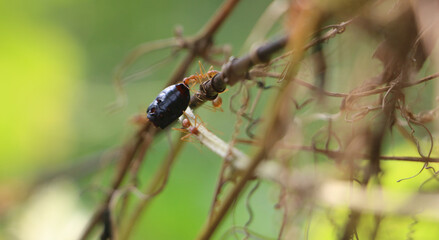 red dragonfly on a branch