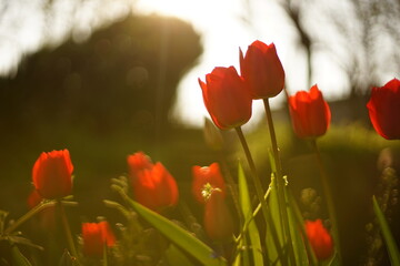A close-up of blooming red tulips. They are backlit by the sunset/ sunrise. The light is soft and warm. The focus is selective and there is a beautiful bokeh.