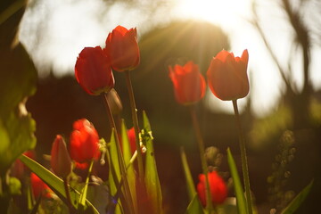 A close-up of blooming red tulips. They are backlit by the sunset/ sunrise. The light is soft and warm. The focus is selective and there is a beautiful bokeh.