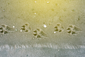 Dog tracks on the beach. Animal track on a sandy beach.