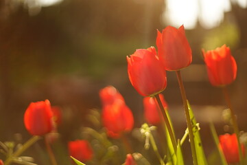 A close-up of blooming red tulips. They are backlit by the sunset/ sunrise. The light is soft and warm. The focus is selective and there is a beautiful bokeh.
