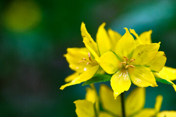 macro photos of beautiful yellow flowers