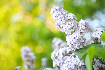 Obraz premium Closeup view of beautiful blooming lilac shrub outdoors