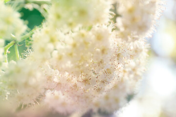 Closeup view of beautiful blossoming bush outdoors on sunny spring day