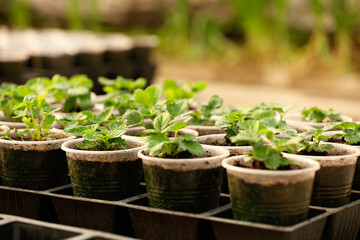 Many potted strawberry seedlings in tray on table