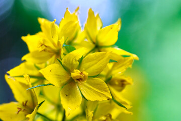 macro photos of beautiful yellow flowers